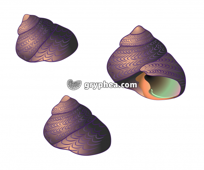 Gibbules isolées (mollusques gastéropodes) - infographie - gryphea.com